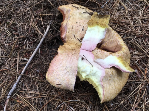 Suillus ochraceoroseus image
