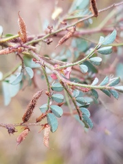 Indigofera adenoides