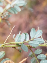 Indigofera adenoides