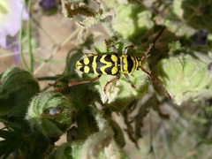 Plagionotus bobelayei
