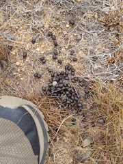 Raphicerus campestris