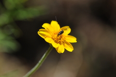 Adela septentrionella