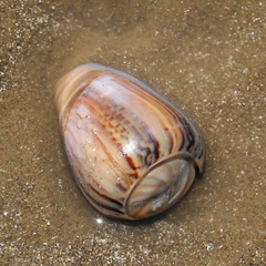 Olivancillaria urceus