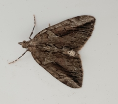 Thera cupressata