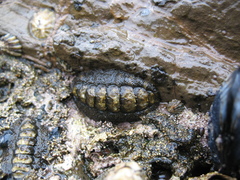 Mopalioidea