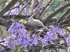 Streptopelia decaocto