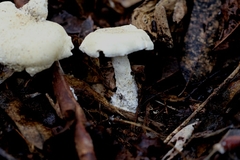 Leucopaxillus cerealis