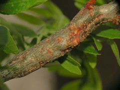 Neolasioptera brevis