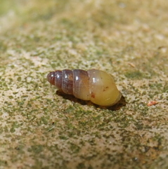 Allopeas gracile