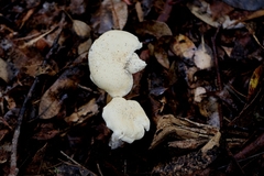 Leucopaxillus cerealis