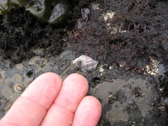 Acanthinucella punctulata