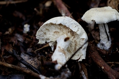 Leucopaxillus cerealis