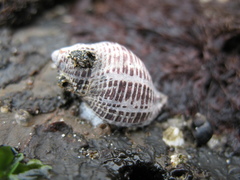 Acanthinucella punctulata