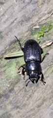 Lucaninae