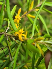 Persoonia mollis ledifolia