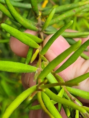 Persoonia mollis ledifolia