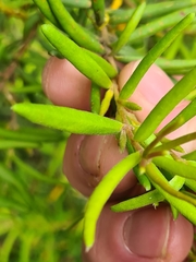 Persoonia mollis ledifolia