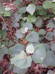 Pericallis appendiculata image