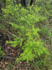 Persoonia mollis ledifolia