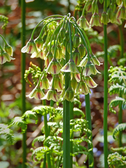 Allium siculum