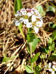 Noccaea caerulescens