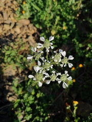 Tordylium