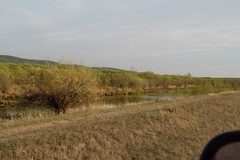 Cyanopica cyanus