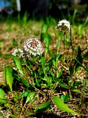 Noccaea caerulescens