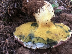 Butyriboletus primiregius