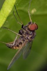 Chrysopilus cristatus