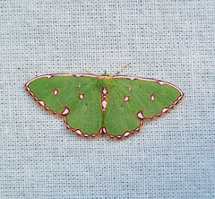 Argyrocosma inductaria