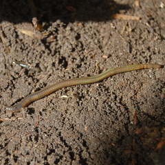 Amynthas gracilis