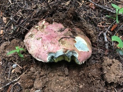 Butyriboletus primiregius