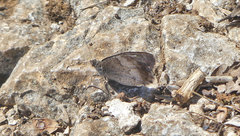Hipparchia statilinus