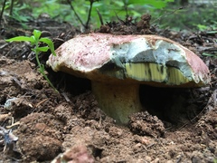 Butyriboletus primiregius