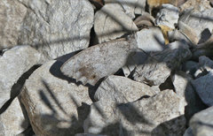 Hipparchia statilinus