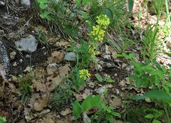 Erysimum sylvestre
