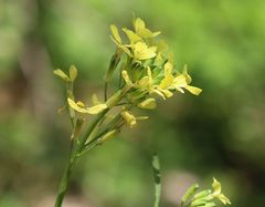 Erysimum sylvestre