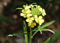 Erysimum sylvestre