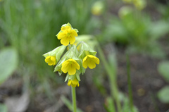 Primula veris