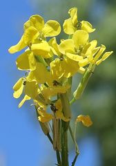 Erysimum sylvestre