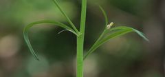 Erysimum sylvestre