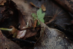 Leptomyrmex