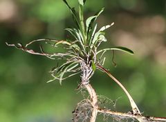 Erysimum sylvestre