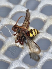 Nomada flava
