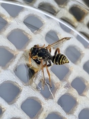 Nomada goodeniana