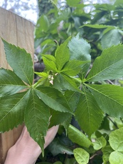 Parthenocissus quinquefolia