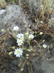 Cerastium ligusticum