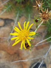 Berkheya carlinopsis