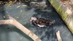 Asarcornis scutulata